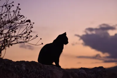 gato preto em cima de uma pedra